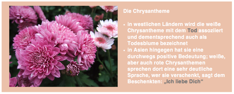 Die Chrysantheme