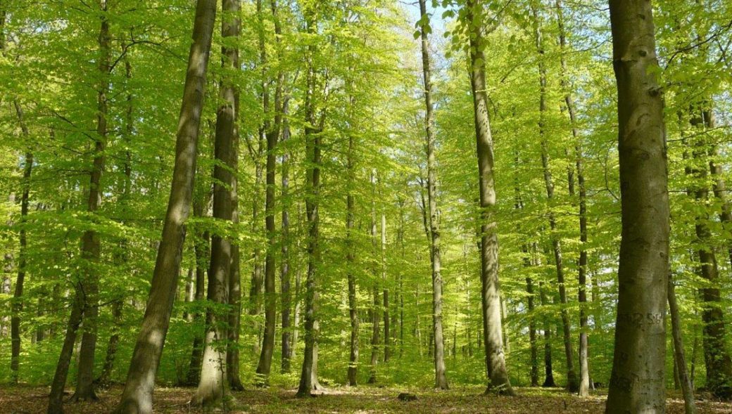 Waldbestattung Cremlinger Horn