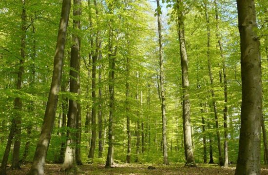 Waldbestattung Cremlinger Horn Waldbestattung Cremlinger Horn