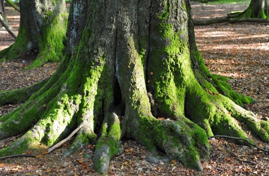 Waldfriedhof Schönburger Land