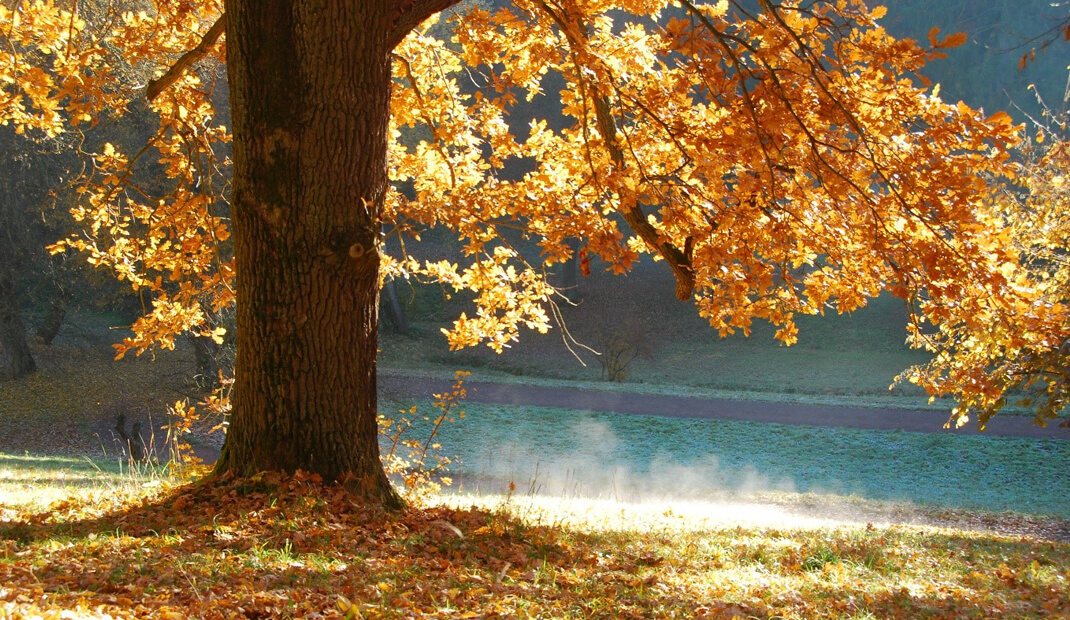 Herbstbaum-am-See