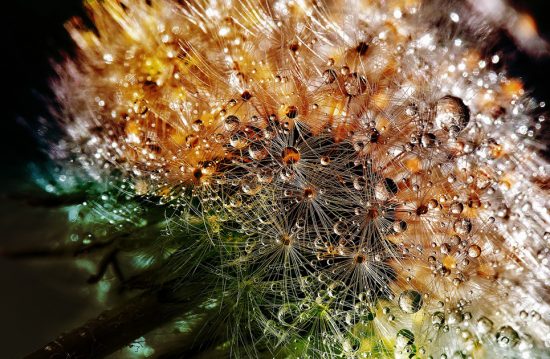 Städtische Friedhöfe von Halle (Saale) / Zentrale Friedhofsverwaltung Städtische Friedhöfe von Halle (Saale) / Zentrale Friedhofsverwaltung