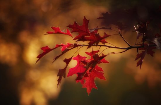 Städtische Friedhöfe von Kiel / Friedhofsverwaltung