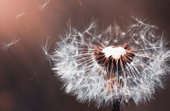 Städtische Friedhöfe von Magdeburg / Zentrale Friedhofsverwaltung