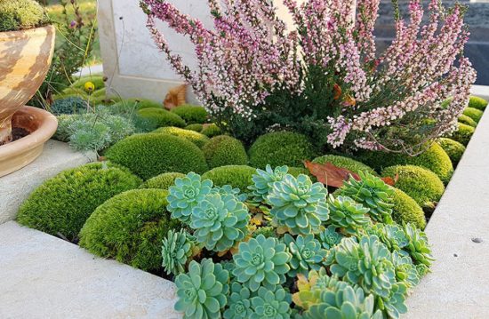 Dustin Wiek / Der grüne Daumen UG