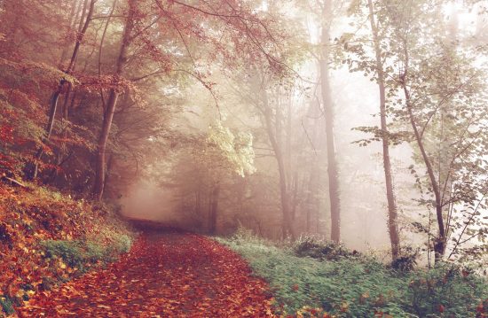 Städtische Friedhöfe von Bergisch Gladbach / Allgemeine Friedhofsverwaltung Städtische Friedhöfe von Bergisch Gladbach / Allgemeine Friedhofsverwaltung