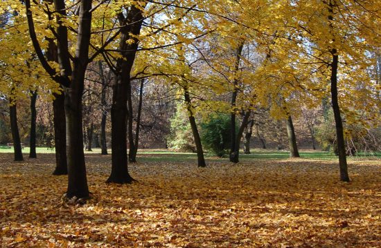 Städtische Friedhöfe von Bergheim / Allgemeine Friedhofsverwaltung Städtische Friedhöfe von Bergheim / Allgemeine Friedhofsverwaltung