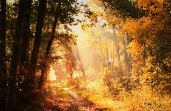 Städtische Friedhöfe von Gera / Allgemeine Friedhofsverwaltung Städtische Friedhöfe von Gera / Allgemeine Friedhofsverwaltung