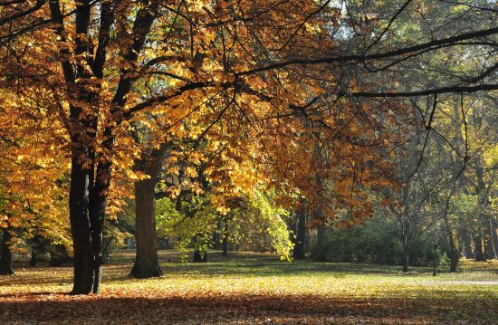 Städtische Friedhöfe von Iserlohn / Allgemeine Friedhofsverwaltung Städtische Friedhöfe von Iserlohn / Allgemeine Friedhofsverwaltung