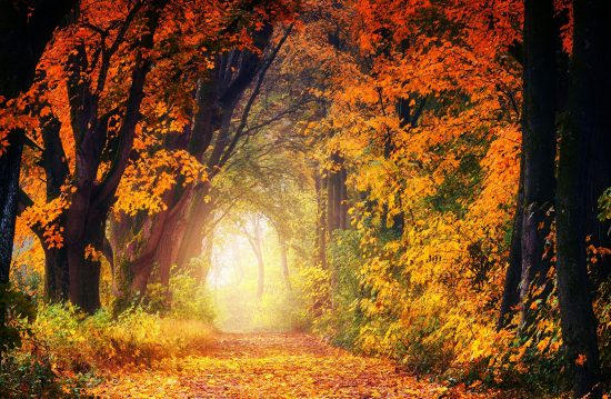 Städtische Friedhöfe von Siegen / Allgemeine Friedhofsverwaltung Städtische Friedhöfe von Siegen / Allgemeine Friedhofsverwaltung