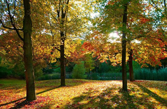Städtische Friedhöfe von Villingen-Schwenningen / Allgemeine Friedhofsverwaltung