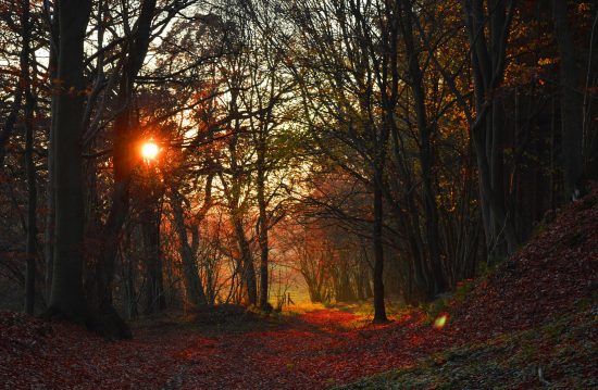 Allgemeine Friedhofsverwaltung Witten / Städtische Friedhöfe Allgemeine Friedhofsverwaltung Witten / Städtische Friedhöfe