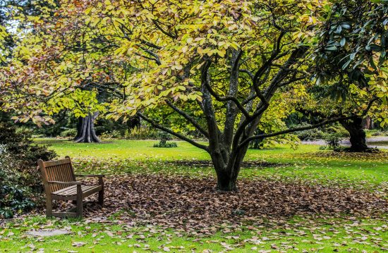 Städtische Friedhöfe von Frechen / Allgemeine Friedhofsverwaltung Städtische Friedhöfe von Frechen / Allgemeine Friedhofsverwaltung