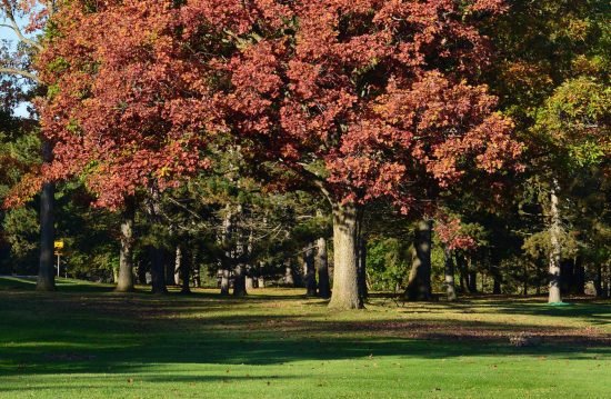 Städtische Friedhöfe von Langenfeld (Rheinland) / Allgemeine Friedhofsverwaltung Städtische Friedhöfe von Langenfeld (Rheinland) / Allgemeine Friedhofsverwaltung