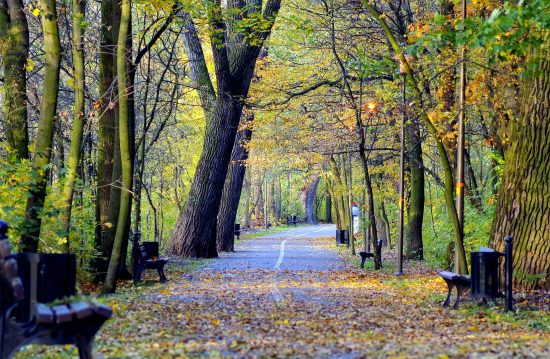Städtische Friedhöfe von Neustadt an der Weinstraße / Allgemeine Friedhofsverwaltung Städtische Friedhöfe von Neustadt an der Weinstraße / Allgemeine Friedhofsverwaltung