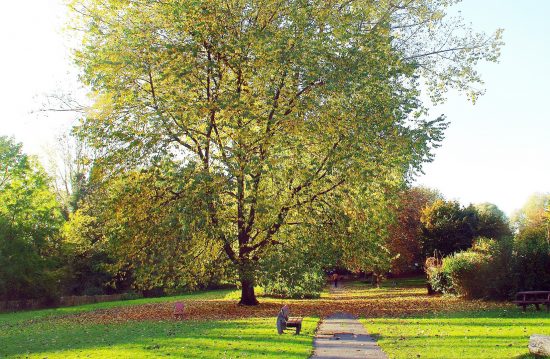 Städtische Friedhöfe von Ravensburg / Allgemeine Friedhofsverwaltung
