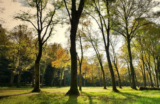 Städtische Friedhöfe von Frankenthal (Pfalz) / Allgemeine Friedhofsverwaltung Städtische Friedhöfe von Frankenthal (Pfalz) / Allgemeine Friedhofsverwaltung