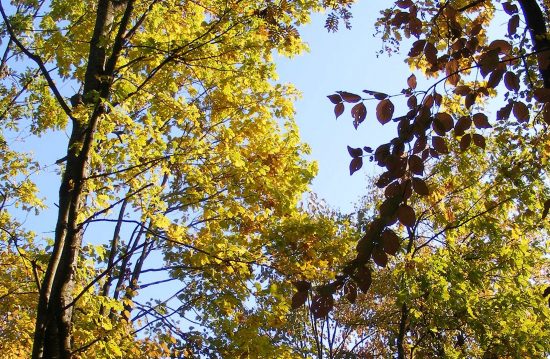 Städtische Friedhöfe von Herzogenrath / Allgemeine Friedhofsverwaltung Städtische Friedhöfe von Herzogenrath / Allgemeine Friedhofsverwaltung