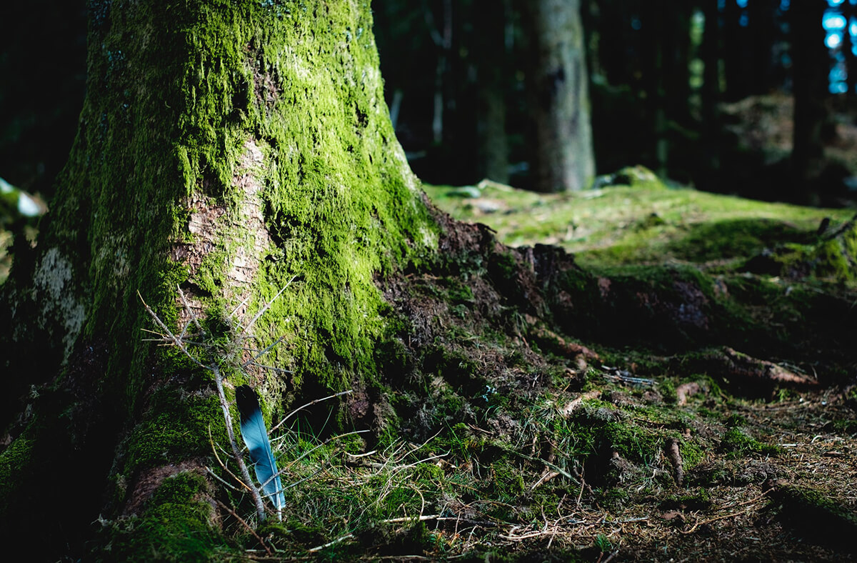 Waldbestattung als günstigere Bestattungsart