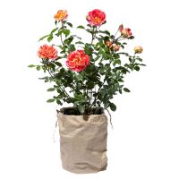 Rosen Rosen ab 5 €