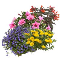 Blumen Blumen ab 1 €