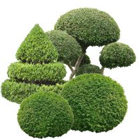 Buchsbäume Buchsbäume ab 8 €